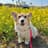 latte__the_corgi