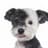 chulsoo_dog
